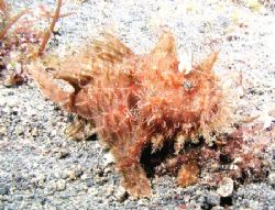 Striated Frogfish - Lembeh Strait by Dale Treadway 